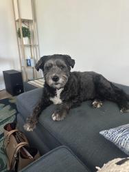 Reunited Male Dog last seen 10th st and 13th Ave n, Jacksonville Beach, FL 32250
