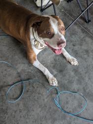 Found/Stray Male Dog last seen West Riverbend , Ruskin, FL 33570