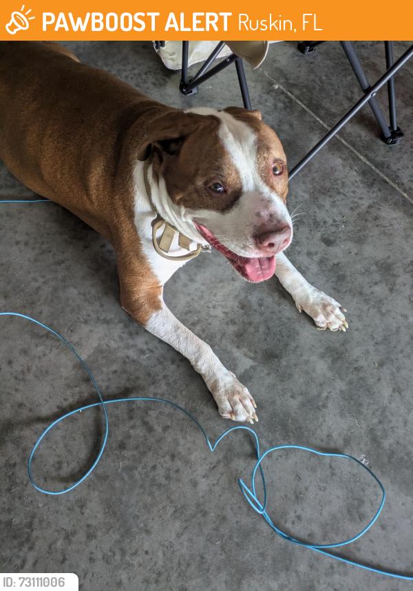 Found/Stray Male Dog last seen West Riverbend , Ruskin, FL 33570