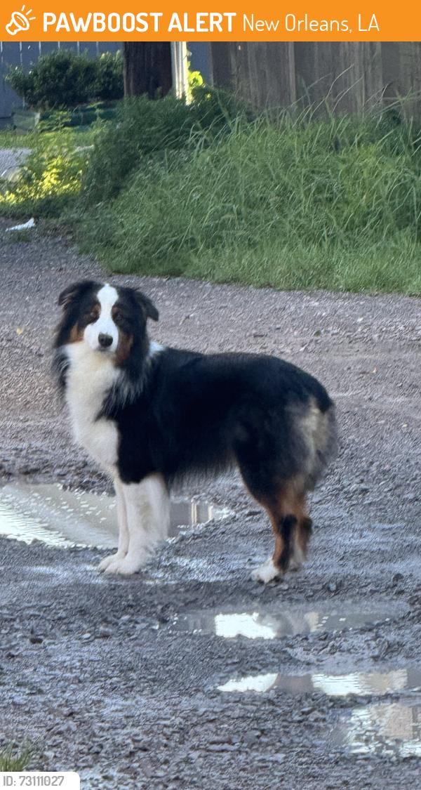 Found/Stray Unknown Dog last seen Milne/French, New Orleans, LA 70124