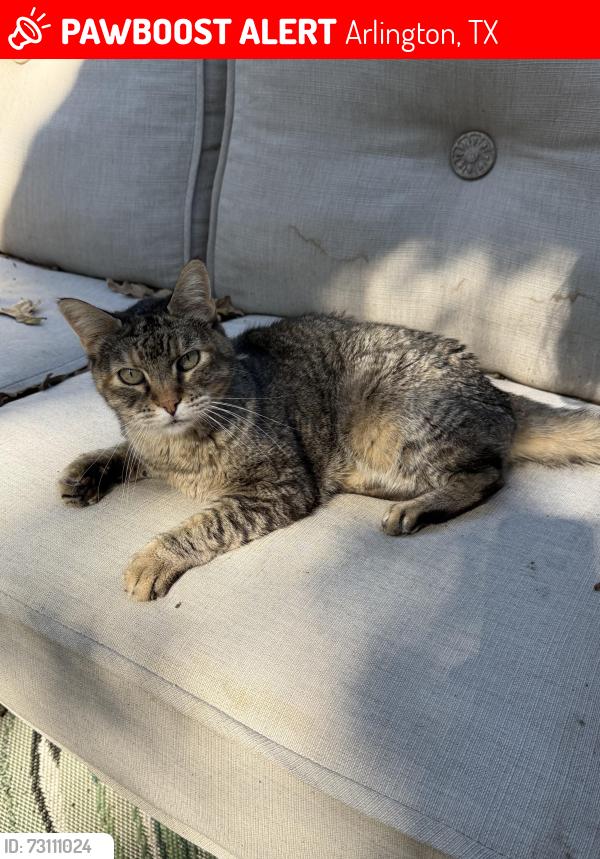 Lost Female Cat last seen Bowen and Sanford, Arlington, TX 76012