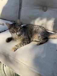 Lost Female Cat last seen Bowen and Sanford, Arlington, TX 76012