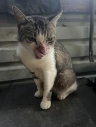 Found/Stray Unknown Cat last seen Bills Hardware, Montgomery County, TX 77357