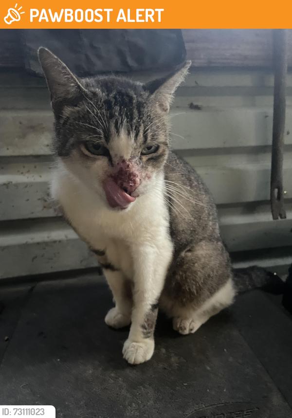 Found/Stray Unknown Cat last seen Bills Hardware, Montgomery County, TX 77357