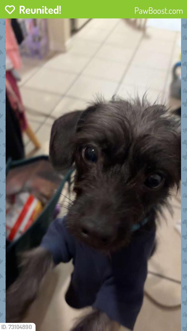 Reunited Male Dog last seen Horizon hill & fountainhead, San Antonio, TX 78229