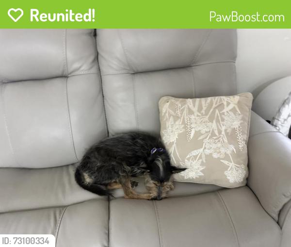 Reunited Male Dog last seen Near St , 136 St Country walk area, Country Walk, FL 33196