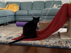 Lost Male Cat last seen Landmark and Meadow Wood Dr, Clearwater, FL, Clearwater, FL 33761