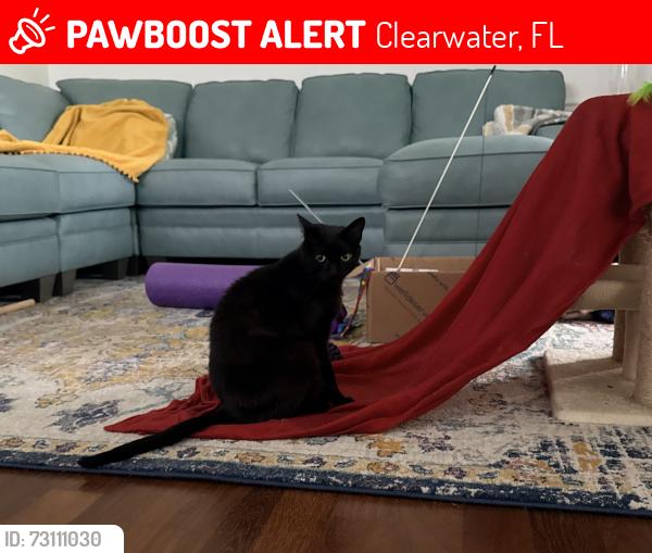 Lost Male Cat last seen Landmark and Meadow Wood Dr, Clearwater, FL, Clearwater, FL 33761