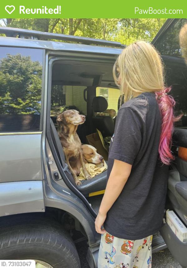 Reunited Male Dog last seen Hwy 14 and Adams Mill, Greenville County, SC 29681