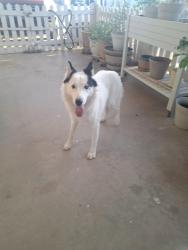 Reunited Unknown Dog last seen 111th Ave/Nebraska Ave, Youngtown, AZ 85363