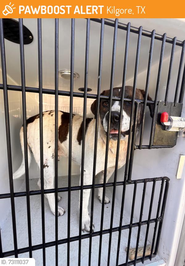 Found/Stray Male Dog last seen Boettcher and Tuner, Kilgore, TX 75662