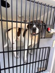 Found/Stray Male Dog last seen Boettcher and Tuner, Kilgore, TX 75662