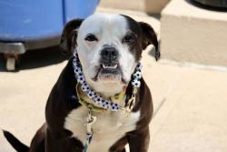 Shelter Stray Female Dog last seen Forest Avenue, STATEN ISLAND, NY, 10301, 3139 Veterans Rd W, Staten Island, NY 10309, USA