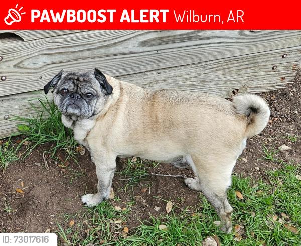 Lost Female Dog last seen Wilburn Rd. Near school, Wilburn, AR 72179