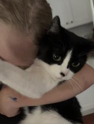 Lost Female Cat last seen Jay green dtive, Canton, GA 30115