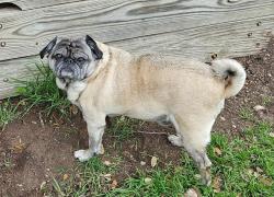Lost Female Dog last seen Wilburn Rd. Near school, Wilburn, AR 72179