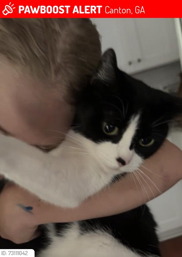 Lost Female Cat last seen Jay green dtive, Canton, GA 30115