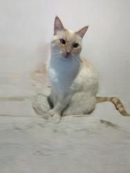 Reunited Female Cat last seen Saratoga ave, San Jose, CA 95129