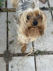 Reunited Unknown Dog last seen Sable and 10th, Aurora, CO 80011