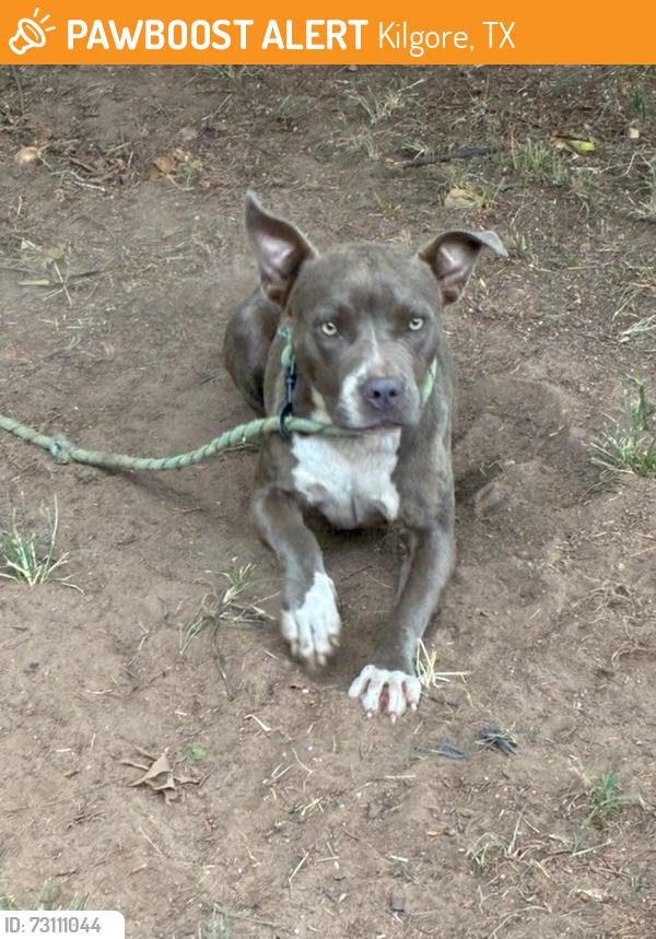 Found/Stray Female Dog last seen Near and Williams, Kilgore, TX 75662