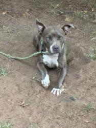 Found/Stray Female Dog last seen Near and Williams, Kilgore, TX 75662
