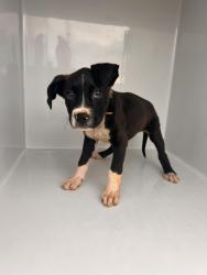 Found/Stray Male Dog last seen Fritz Swanson and Kilgore highschool, Kilgore, TX 75662
