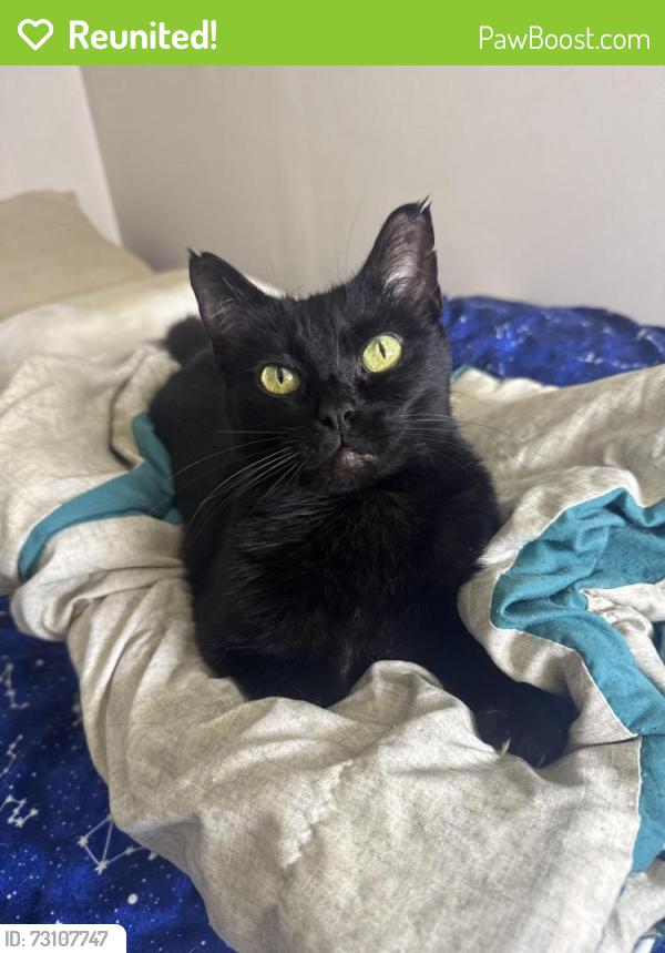 Reunited Female Cat last seen York road, Albion road north royalton ohio, North Royalton, OH 44133
