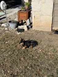 Lost Male Dog last seen Off Hwy 46 and Alves LN, New Braunfels, TX 78130