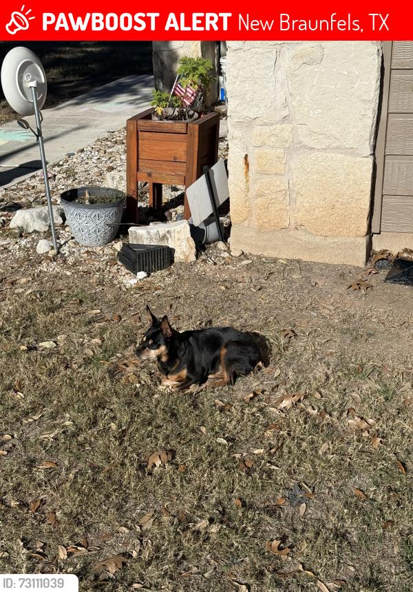 Lost Male Dog last seen Off Hwy 46 and Alves LN, New Braunfels, TX 78130