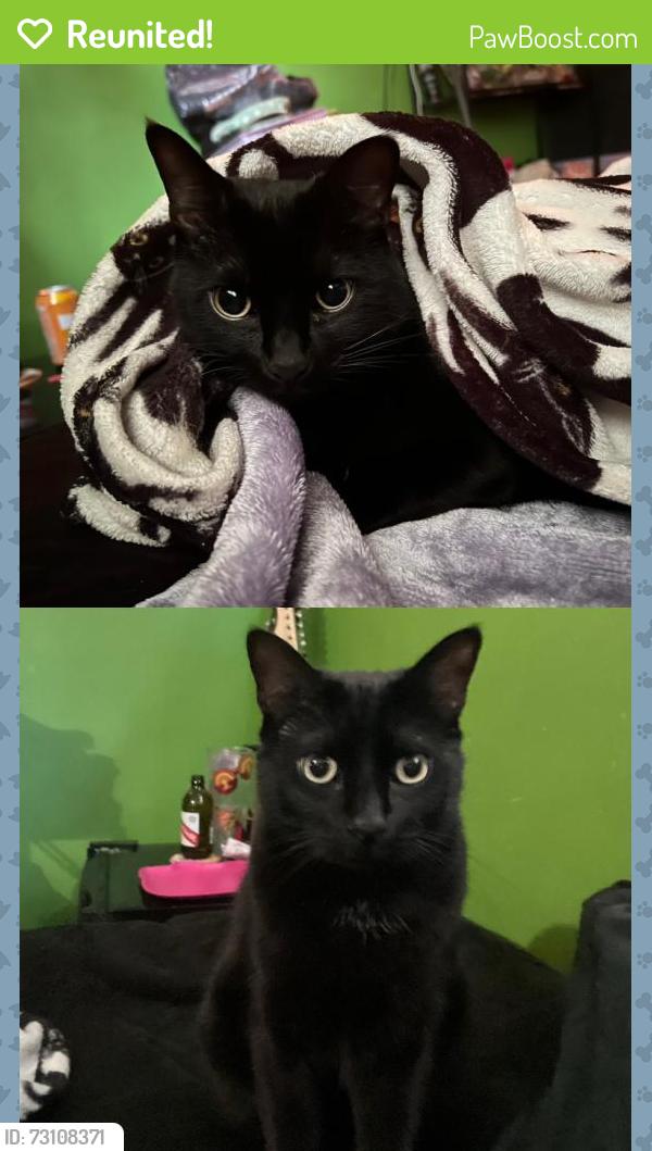 Reunited Male Cat last seen Continental Ave., South El Monte, CA 91733