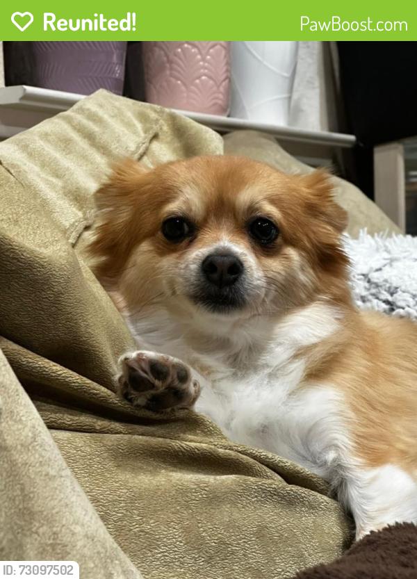 Reunited Female Dog last seen Claudid way and Coop dr., Elk Grove, CA 95757
