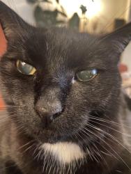 Lost Female Cat last seen NE 13th Ave and NE Marine Drive, Portland, OR 97211