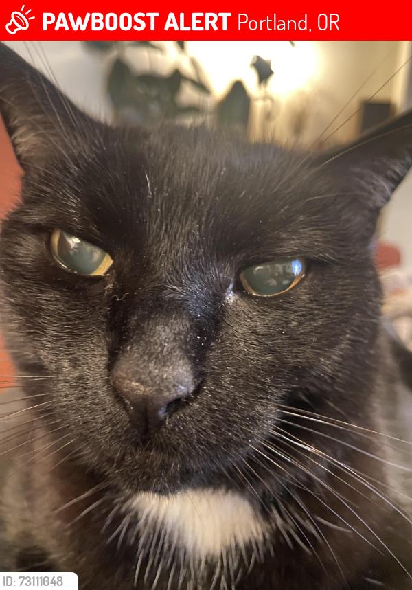 Lost Female Cat last seen NE 13th Ave and NE Marine Drive, Portland, OR 97211