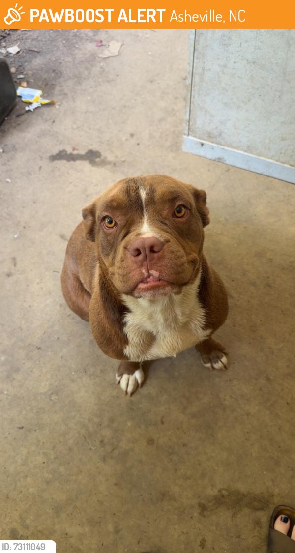 Found/Stray Female Dog last seen Sweeten creek rd, Asheville, NC 28803