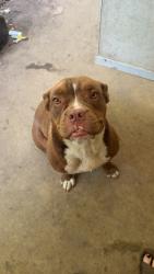 Found/Stray Female Dog last seen Sweeten creek rd, Asheville, NC 28803