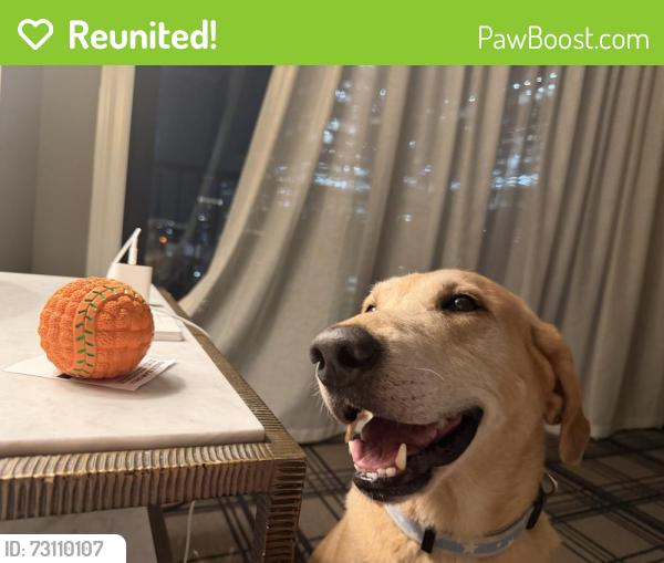 Reunited Male Dog last seen Cypress Pass Road in Spring Branch, TX, Spring Branch, TX 78070