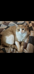 Lost Male Cat last seen Near G st, Eagle, NE 68347