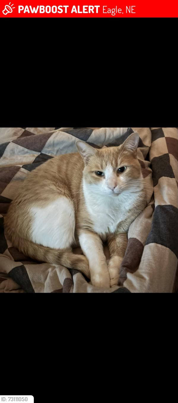 Lost Male Cat last seen Near G st, Eagle, NE 68347