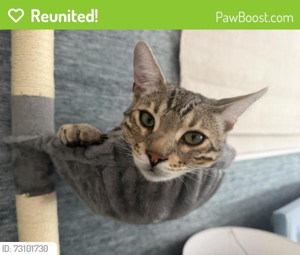 Reunited Male Cat last seen Near Wilkins Ave, Los Angeles, CA 90024, USA, Los Angeles, CA 90024