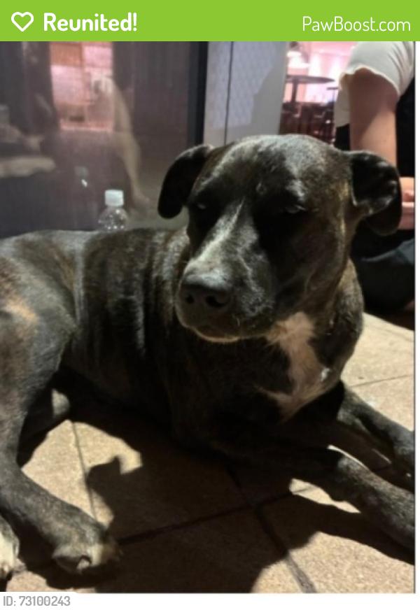 Reunited Female Dog last seen Hyw 290 duncan sc, Duncan, SC 29334