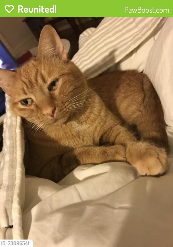 Reunited Male Cat last seen Near Main St NE, Conyers, GA 30012, USA, Conyers, GA 30012