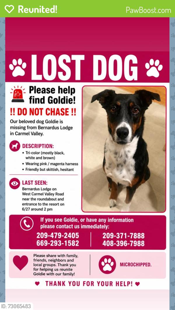 Reunited Female Dog last seen West Carmel valley Rd, Carmel Valley, CA 93924