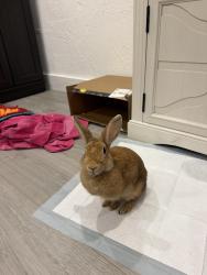 Found/Stray Unknown Rabbit last seen Near Jefferson Ave, Miami Beach, FL 33139
