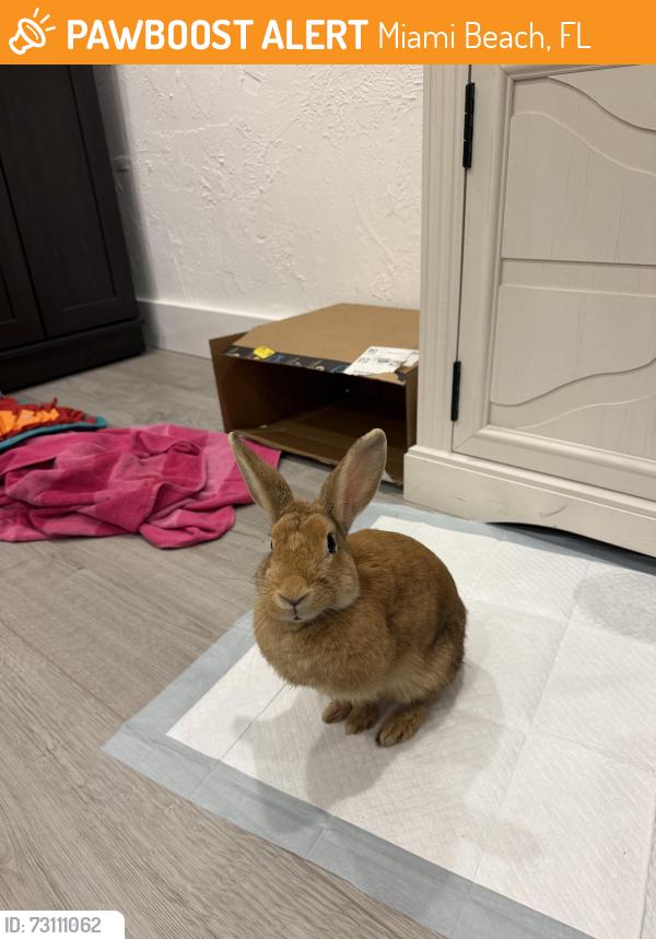 Found/Stray Unknown Rabbit last seen Near Jefferson Ave, Miami Beach, FL 33139