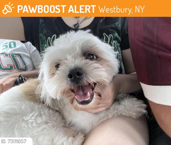 Found/Stray Male Dog last seen Westbury Middle School, Westbury, NY 11590