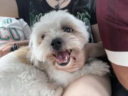 Found/Stray Male Dog last seen Westbury Middle School, Westbury, NY 11590