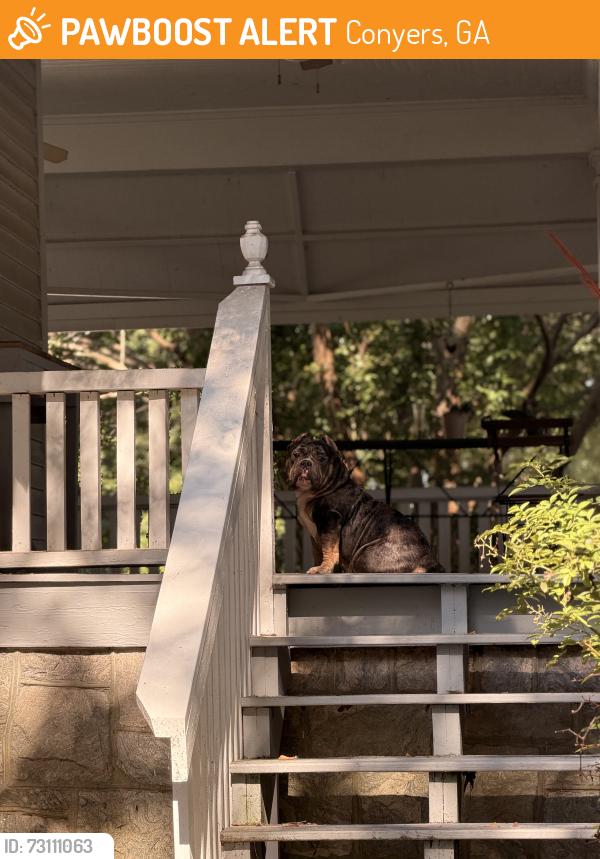 Found/Stray Female Dog last seen Broad Street, Conyers, GA 30012
