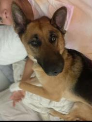 Reunited Male Dog last seen Narbonne high school, Los Angeles, CA 90710