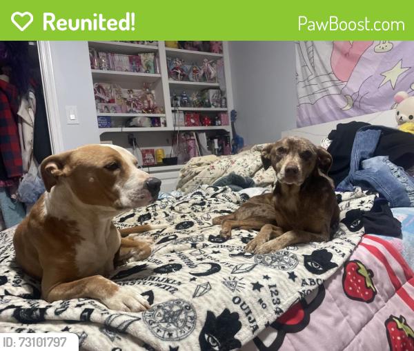 Reunited Male Dog last seen Near highway 14, Simpsonville, SC 29681