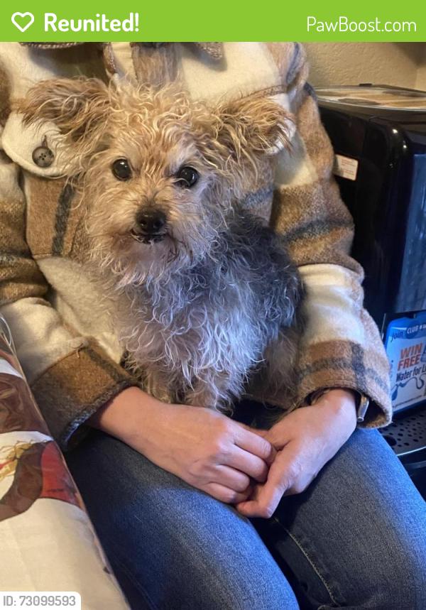 Reunited Female Dog last seen Lawrence Ave, Watsonville Ca, Watsonville, CA 95076
